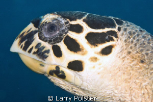 Head shot of hawksbill turtle, D300-60mm by Larry Polster 